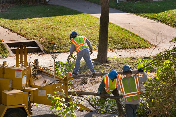 Reliable Florence, TX Tree Services Solutions